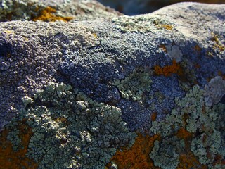 Old moss stone background