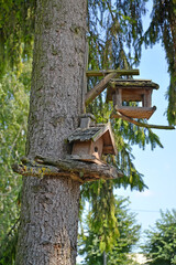 Two bird feeders on a coniferous tree trunk