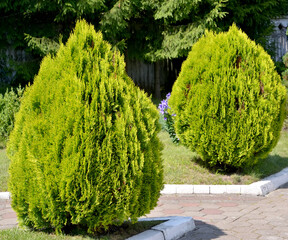 Oriental squid (Eastern thuja), cultivar Aurea Nana (Platycladus orientalis (L.) Franco) grow in the park - 449061697