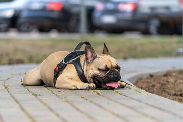 Breed dog - French Bulldog lying on the walkway and stuffed his tongue to breathe.