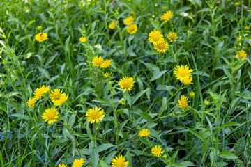 field of blooming yellow flowers on a background garden