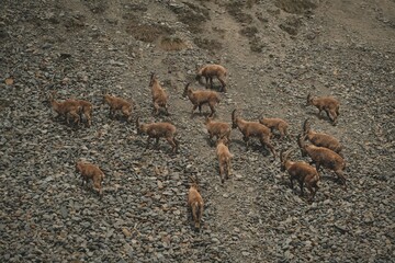 gruppo di stambecchi in montagna che gioca e pascola