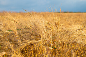 Close up of ripe crop in a barley field just before harvesting