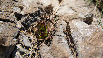 Wild Houseleeks, Suva Planina (The dry mountain), Serbia