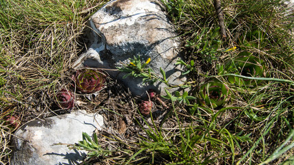 Wild Houseleeks, Suva Planina (The dry mountain), Serbia
