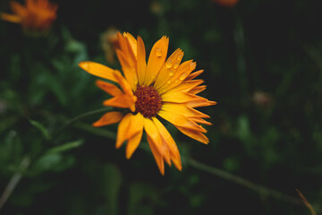 fiore arancione con gocce dopo la pioggia