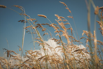 spighe di grano e fili d'erba al tramonto