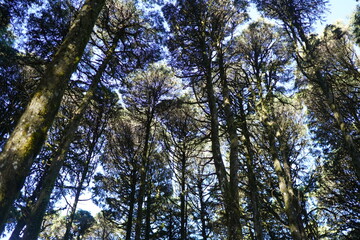 Fototapeta premium Floresta