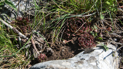 Wild Houseleeks, Suva Planina (The dry mountain), Serbia