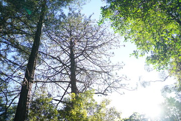 Floresta