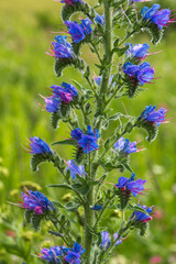 Flowers of the common bruise