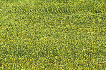 High point of view on a field of ripe sunflowers