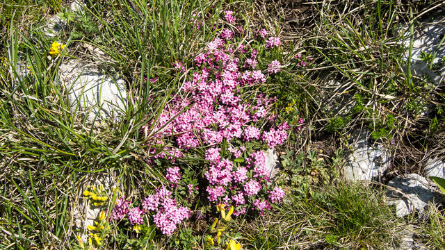 Wild pink flowers, Suva Planina (The dry mountain), Serbia