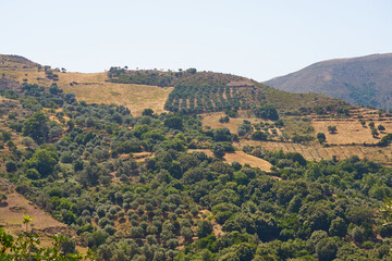 Olive trees in an olive grove in mountains in Crete.