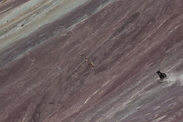 Ave volando en montaña de colores