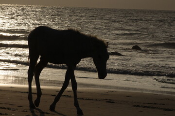 Silueta de caballo en la playa - obrazy, fototapety, plakaty