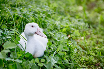 White, free range mulard duck resting in the green grass in the Czech republic 