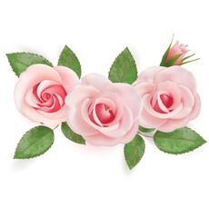 Flowers of pink roses. Vector illustration