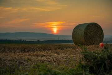 Runde Strohballen auf einem abgeerntetem Feld vor der untergehenden Sonne