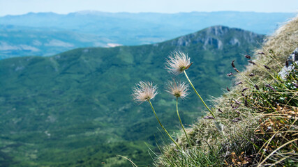 Wild flowers, landscape, Suva Planina (The dry mountain), Serbia