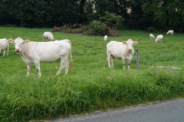 Fototapeta na wymiar Weiße Kühe