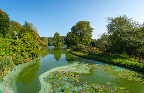 English lake with swirling green and blue algae (Cyanobacteria) on a lake filled with thick green water surrounded by trees on a clear blue sky. Stourton, Warminster, Wiltshire, UK