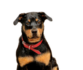 Sweet young wet rottweiler dog sitting looking at camera with red collar over white background