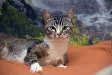 Obraz premium gray and white european shorthair cat