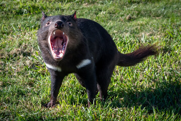 Tasmanian devil growling on a meadow