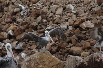 Pelicanos