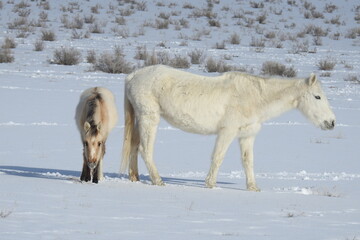 Fototapeta na wymiar A mama wild horse and her little foal roaming the snow-covered desert of northeastern Arizona.