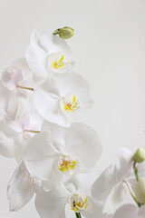 close up of blooming white orchid flower bouquet
