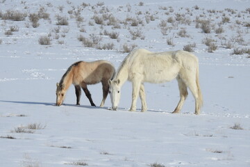 Obraz na płótnie Canvas A mama wild horse and her little foal roaming the snow-covered desert of northeastern Arizona.
