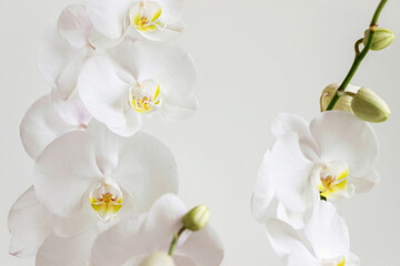 close up of blooming white orchid flower bouquet