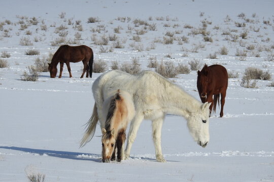 Wild horses roaming the snow-covered desert of northeastern Arizona.