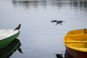 Hooded crow bird on a boat edge with another crow flying towards it