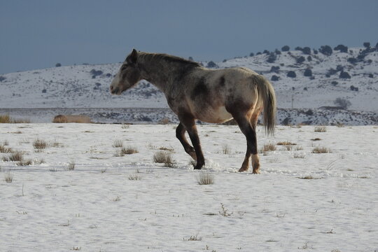 A wild horse enjoying a beautiful winter day in the northeastern Arizona desert. 