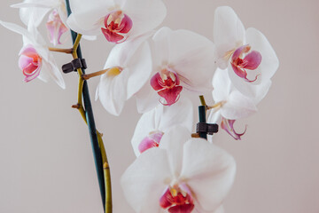A bloom phalaenopsis plant. White orchids flowers on grey background, close up. A place for your design or text. High quality photo