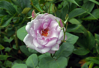 Blooming "Blue moon" rose flower  close up on green leaves background  in the garden