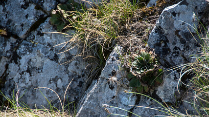 Wild Houseleeks, Suva Planina (The dry mountain), Serbia