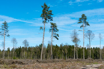 A large clearing with stumps after deforestation on the background of a beautiful blue sky. Deforestation in large quantities is harmful to the environment. The forest is the lungs of the planet.