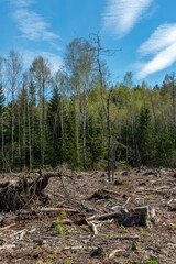 A large clearing with stumps after deforestation on the background of a beautiful blue sky. Deforestation in large quantities is harmful to the environment. The forest is the lungs of the planet.