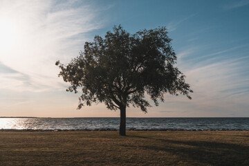 Fototapeta na wymiar Beautiful lonely tree by the sea seen on a windy sunny day. Estonia