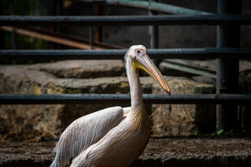 beautiful pink pelicans in the Odessa zoo birds in captivity