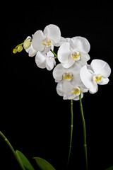close up of white orchid flower branch on black background