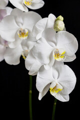 close up of white orchid flower bouquet on black background