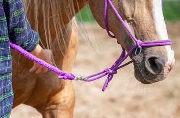 Horse and horseman are exercising. Working with a horse. Natural riding. Caring for animals horse....