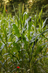 Agricultural landscape with corn plants (maize) with green leaves in small organic  farm field