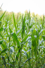 Young corn plants (maize) with green leaves in small organic agriculture farm field