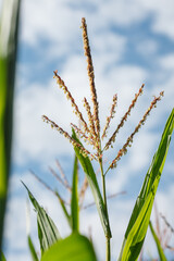 Corn (maize) plant tassel with pollen and green leaves against blue sky